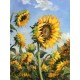 Zoltán Rajczi: Sunflowers - 40x30cm